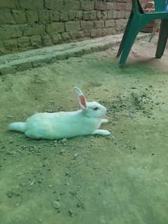 Rabbits Pair for Sale | Angoora and Desi Rabbits