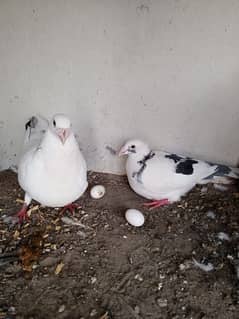 dove face pair for sale location Sargodha