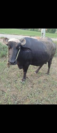 Bufalo.