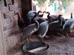 guinea fowls for sale