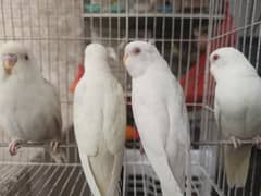 Big Discount on Red Eye Parrot Male 4 Peace Home Breed Healthy Active