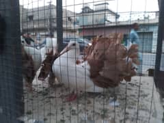 pigeons lakay kabootar pair for sale two pair