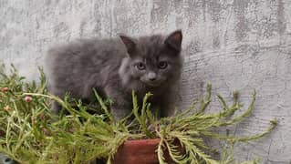 Triple coat Persian kittens