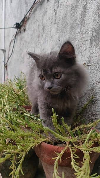 Triple coat Persian kittens 2