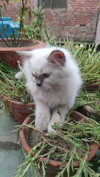 Triple coat Persian kittens 4