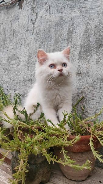 Triple coat Persian kittens 8