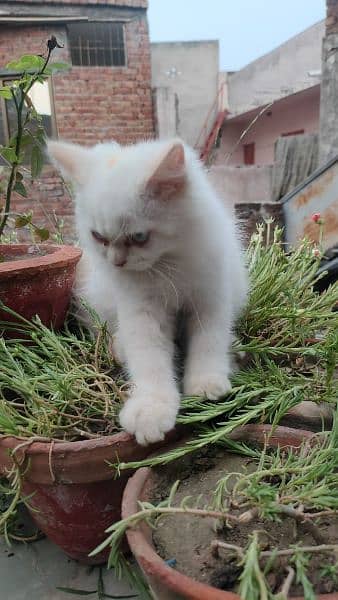 Triple coat Persian kittens 9