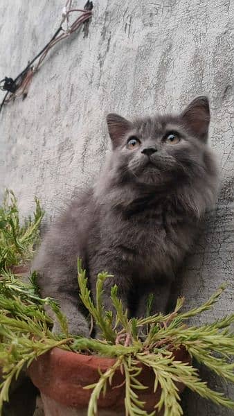 Triple coat Persian kittens 10