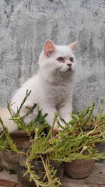 Triple coat Persian kittens 14