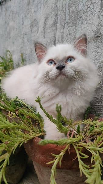 Triple coat Persian kittens 16