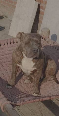 American bully breeder female available