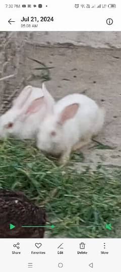 Red eyes Rabbit for sale