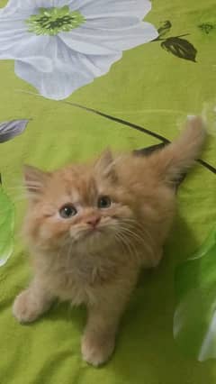 Persian Kittens | Triple Coat Cat |( 03018041623 Whattsapp Contact )