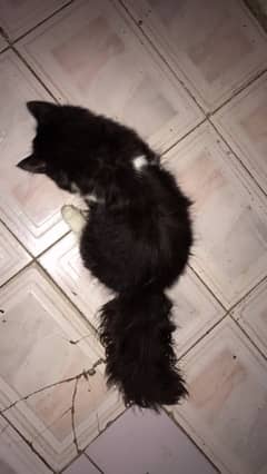 4 month old black nd white male kitten available 6k