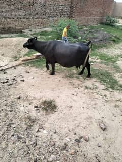 bhains, Buffalo for sale