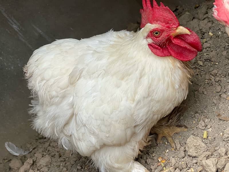 white Bantam male for sale 1