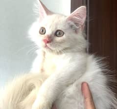 Persian Kitten Male