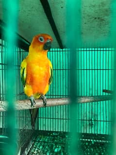 Sunconure