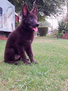 German shepherd long coat