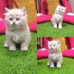 Persian Punch face triple coat cat Kitten