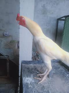 Pure Whaite Heera Aseel Morga For Sale