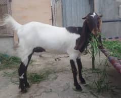 Goat For Sell 03032202033