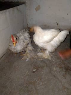 White bantam