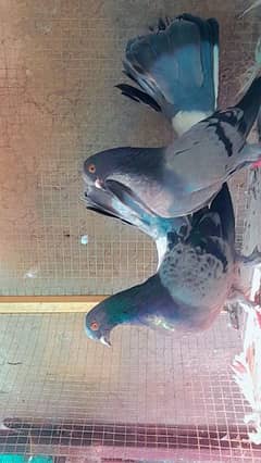 Lucky pigeon full breeder couple ha age ka muje idea nahi