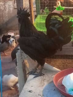 Best Quality European Breed Ayam Cemani breeder Male for sale 0