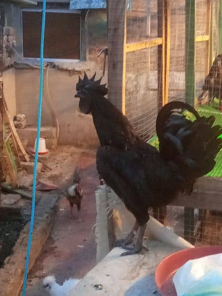 Best Quality European Breed Ayam Cemani breeder Male for sale 1