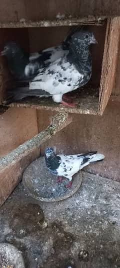 qabili and fancy pigeons