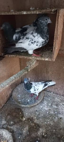 qabili and fancy pigeons 0