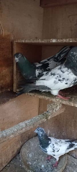 qabili and fancy pigeons 1