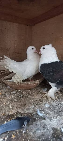 qabili and fancy pigeons 2