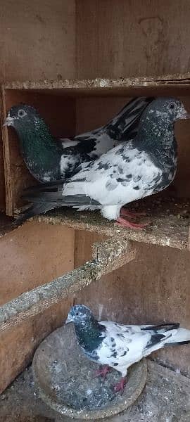 qabili and fancy pigeons 3