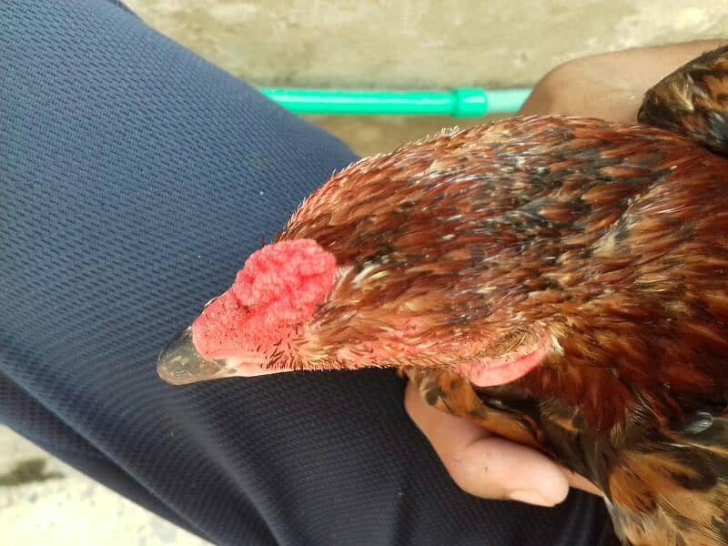 Aseel high quality breed 3