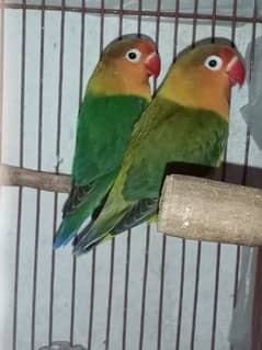 Love birds pair & Australian