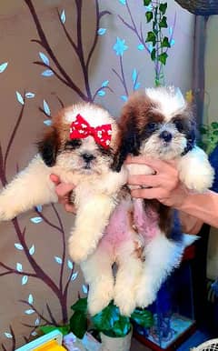 shihtzu puppies