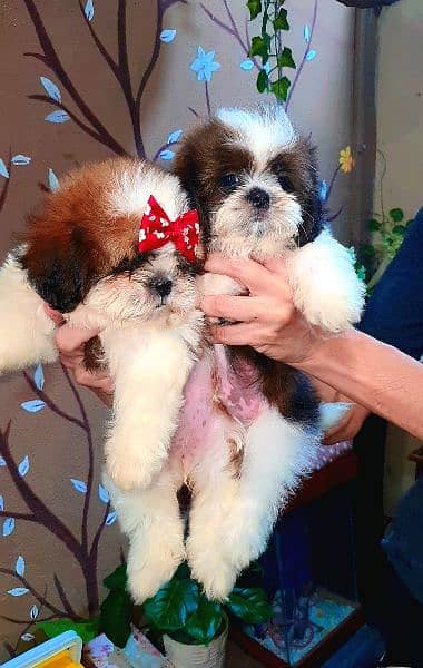 shihtzu  puppies available for sale 3