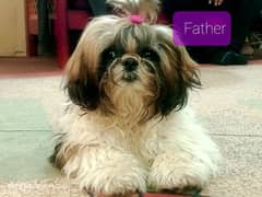 shihtzu