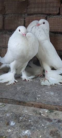 white pomarian breeder pair for sale whtsap 03431554736