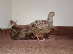 Pair Of Irani Partridge    جوڑا ایرانی تیتر