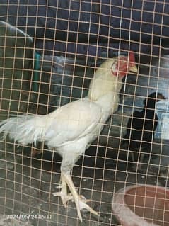 Aseel Heera Paper white Pure Aseel(Breeder)