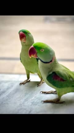 Green Parrot