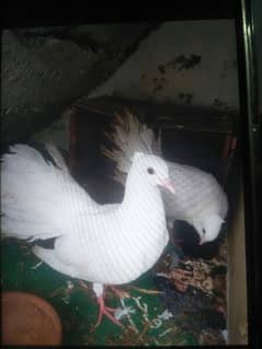 iam selling faintail pigin health active breeder pair egg Dane wale h