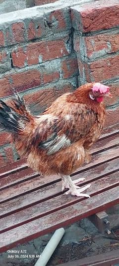 Golden Misri healthy egg laying