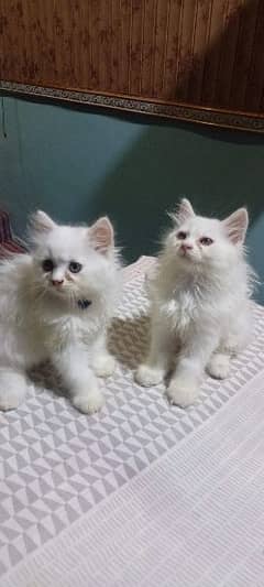 cat  kitten pair available 0-3-0-2-5-5-2-1-5-0-5