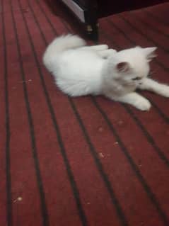 Persian kitten 3 coated pure Persian white colour