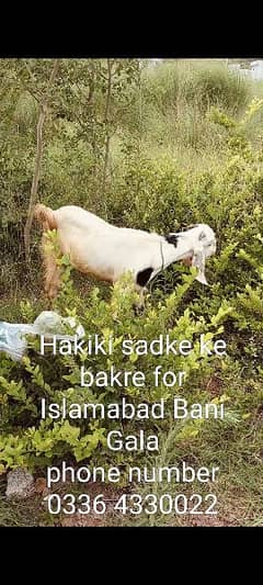 hakika sadka ke bakre from Islamabad bangal