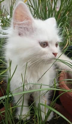 Persian & Siberian Mix Breed Female Kitten